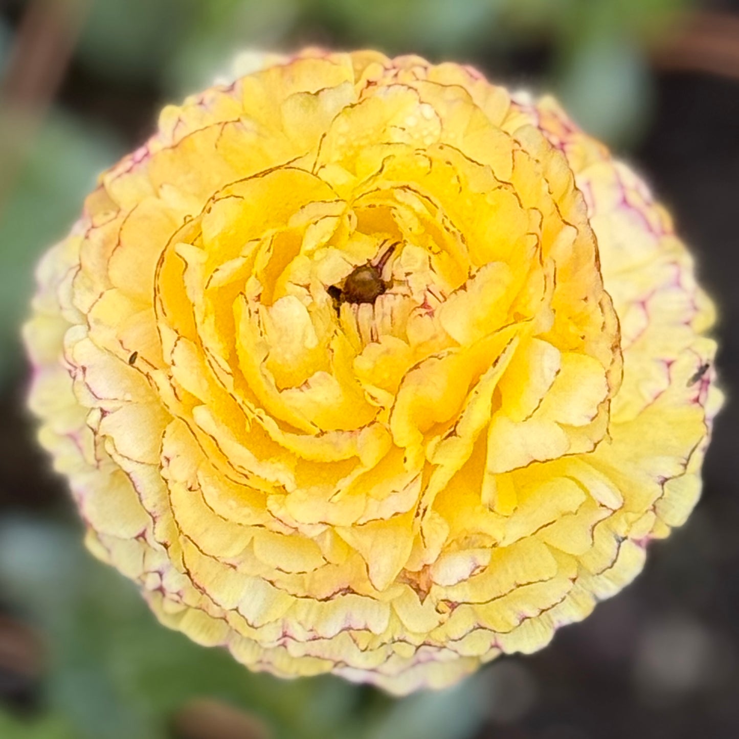 Italian Ranunculus 'Tiger Mix' - 5 CORMS