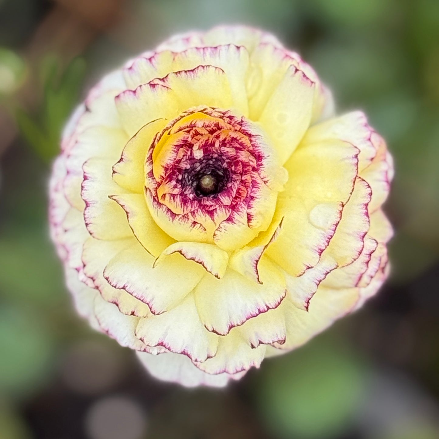 Italian Ranunculus 'Tiger Mix' - 5 CORMS