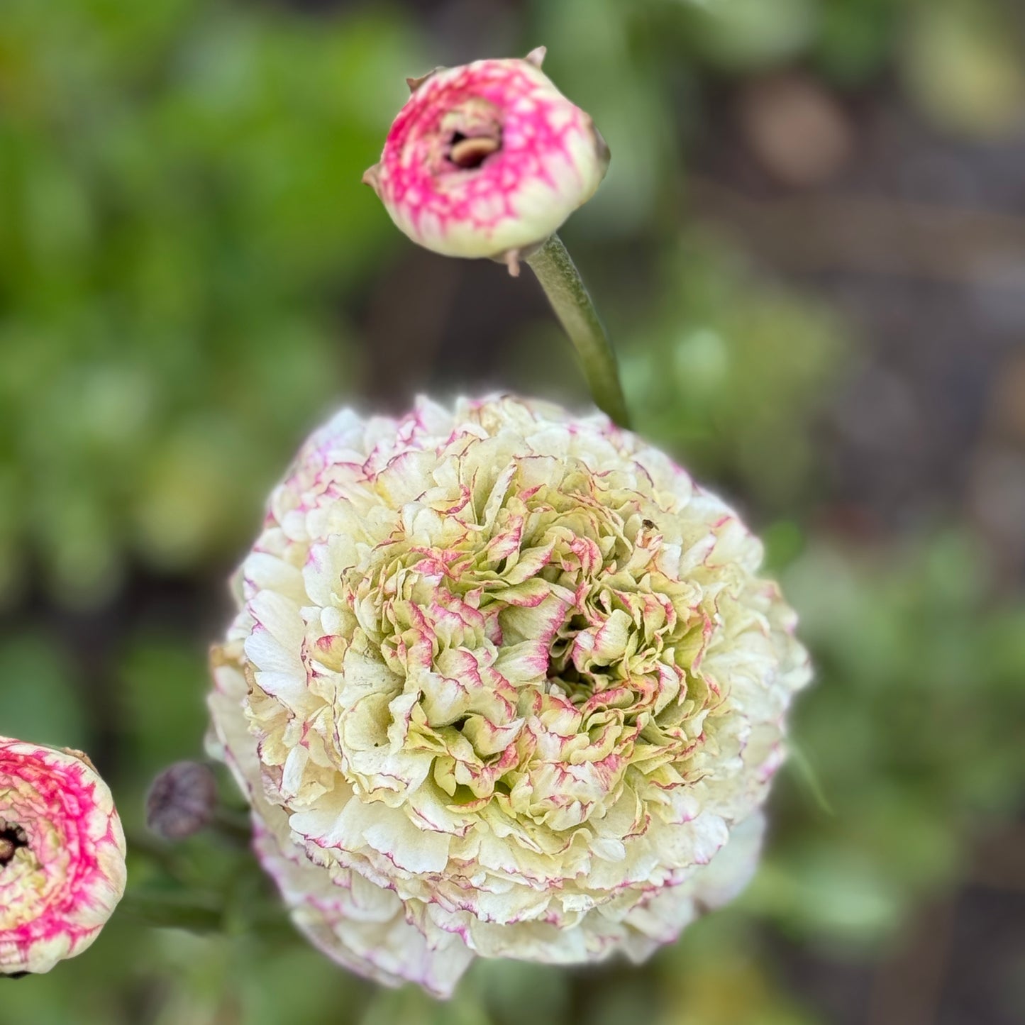 Italian Ranunculus 'Tiger Mix' - 5 CORMS