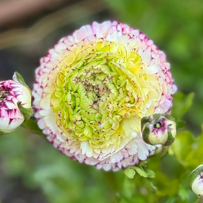 Italian Ranunculus 'Tiger Mix' - 5 CORMS