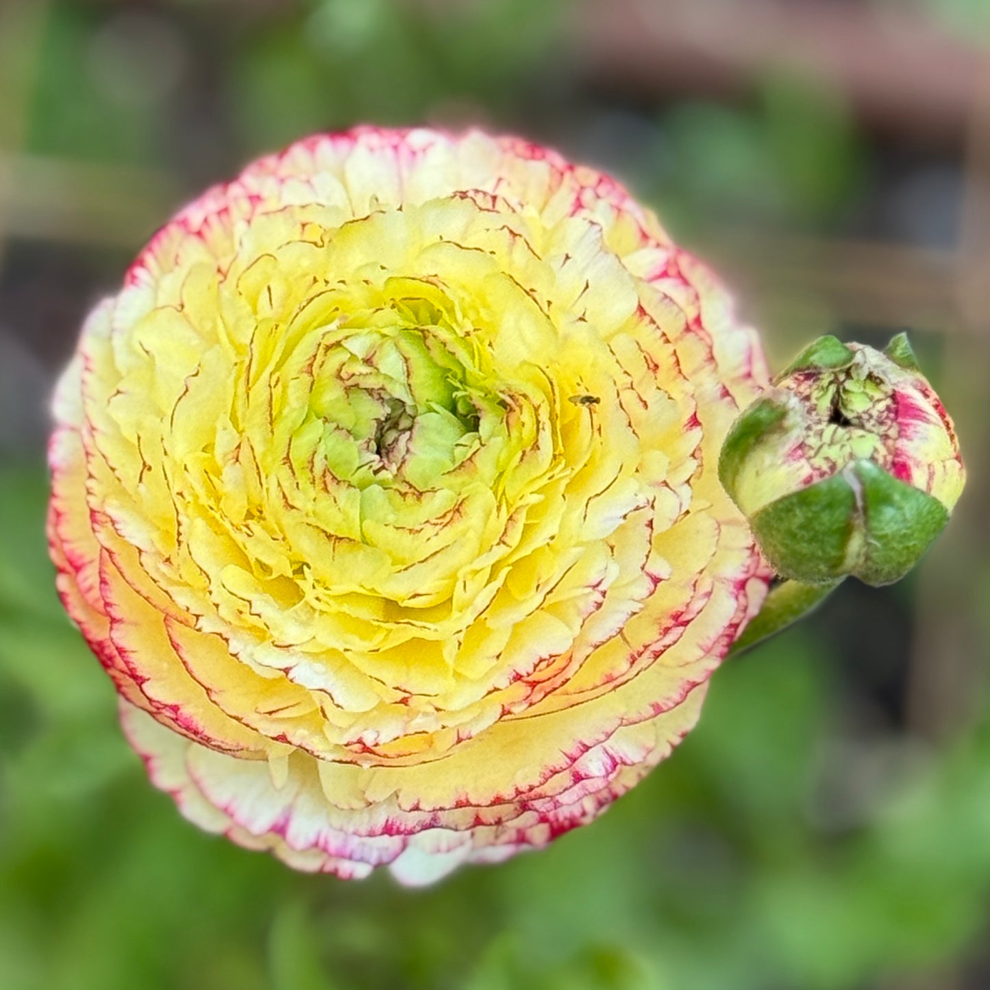 Italian Ranunculus 'Tiger Mix' - 5 CORMS