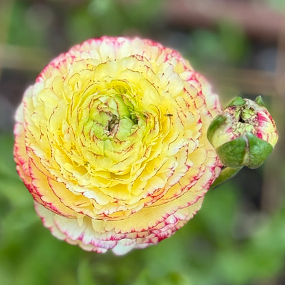Italian Ranunculus 'Tiger Mix' - 5 CORMS