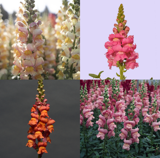 Snapdragon Collection - SEEDLING PACKAGE (4-pack x 3)