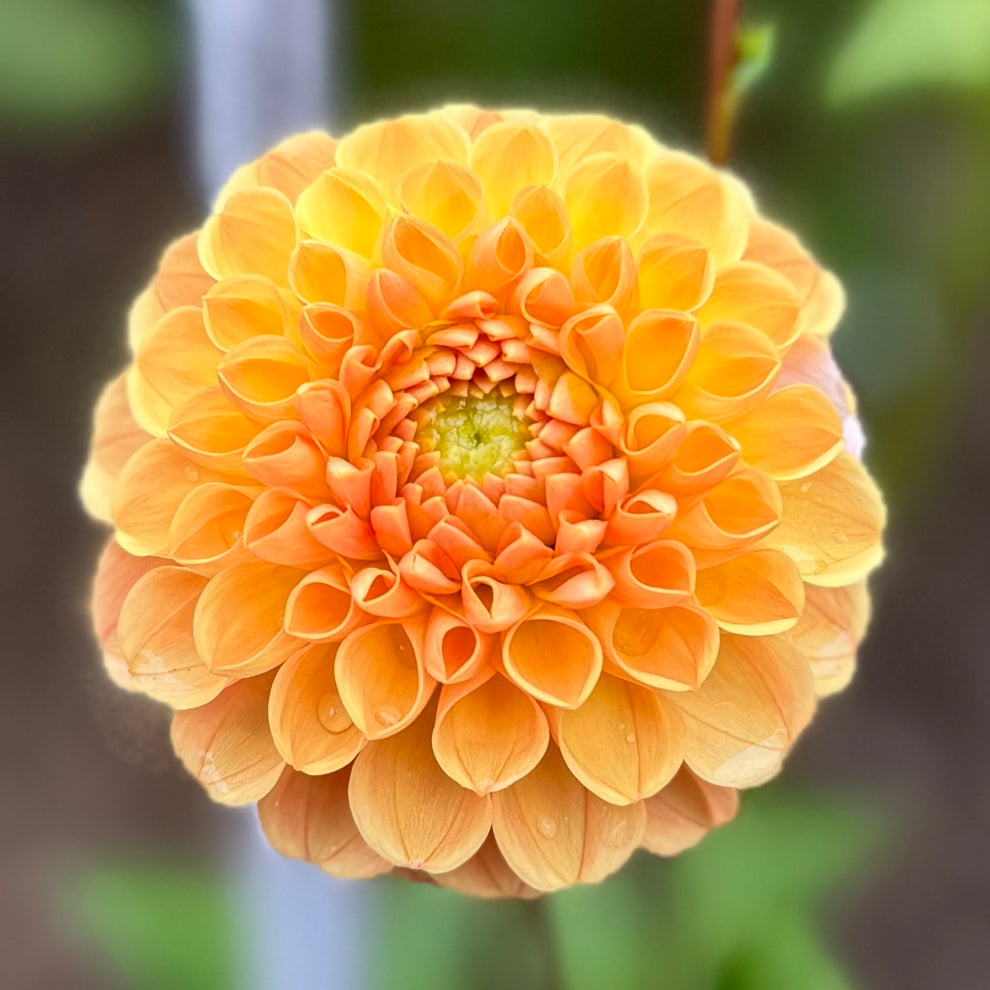 Winkie Ingot – Southern Highlands Flower Farm