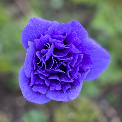 Italian Anemone 'Levante' Mix - 5 CORMS