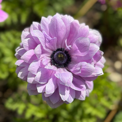 Italian Anemone 'Levante' Mix - 5 CORMS