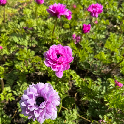 Italian Anemone 'Levante' Mix - 5 CORMS
