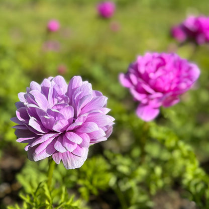 Italian Anemone 'Levante' Mix - 5 CORMS