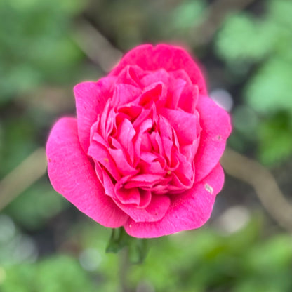 Italian Anemone 'Levante' Mix - 5 CORMS