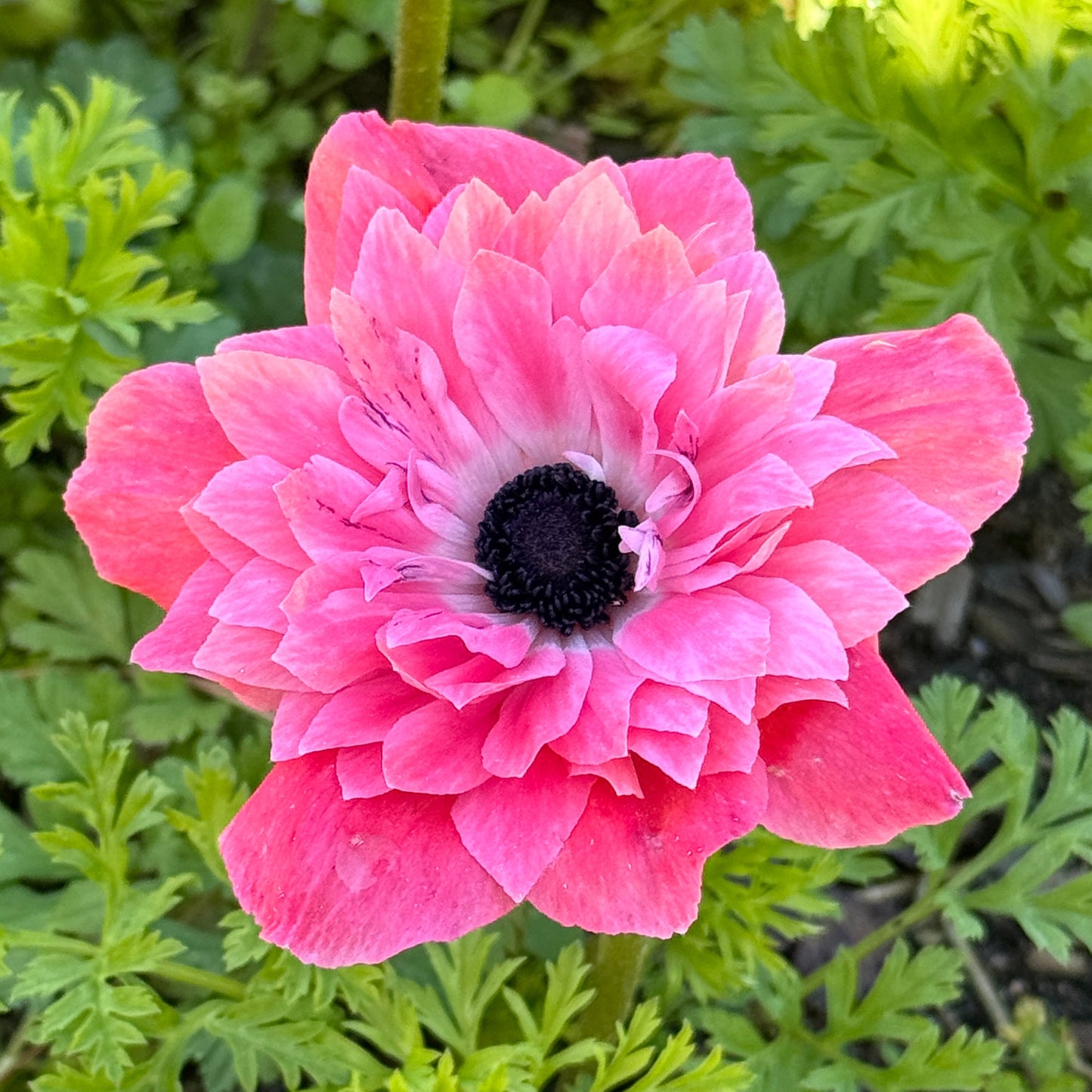 Italian Anemone 'Levante' Mix - 5 CORMS