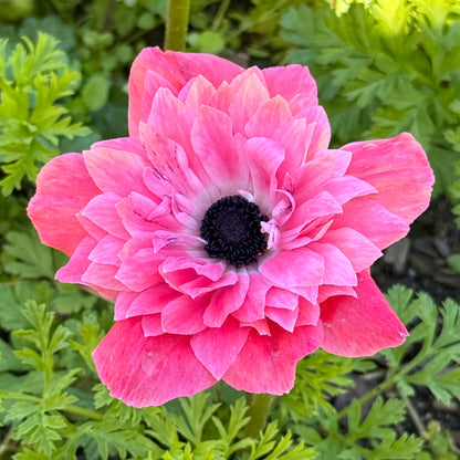 Italian Anemone 'Levante' Mix - 5 CORMS