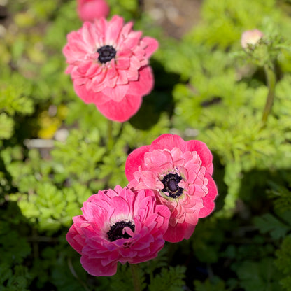 Italian Anemone 'Levante' Mix - 5 CORMS