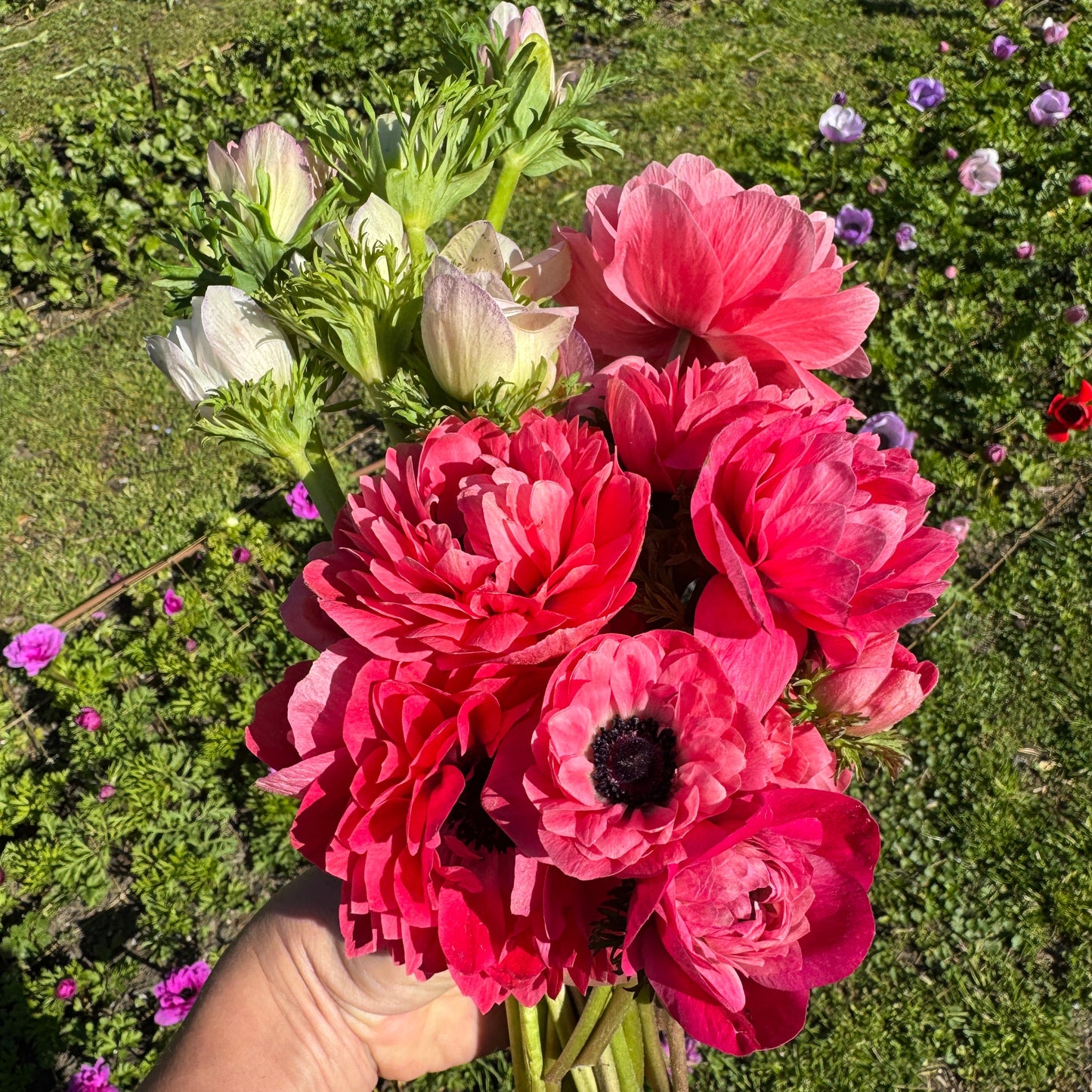 Italian Anemone 'Levante' Mix - 5 CORMS