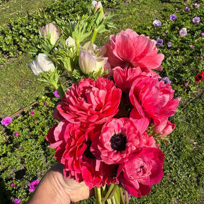 Italian Anemone 'Levante' Mix - 5 CORMS