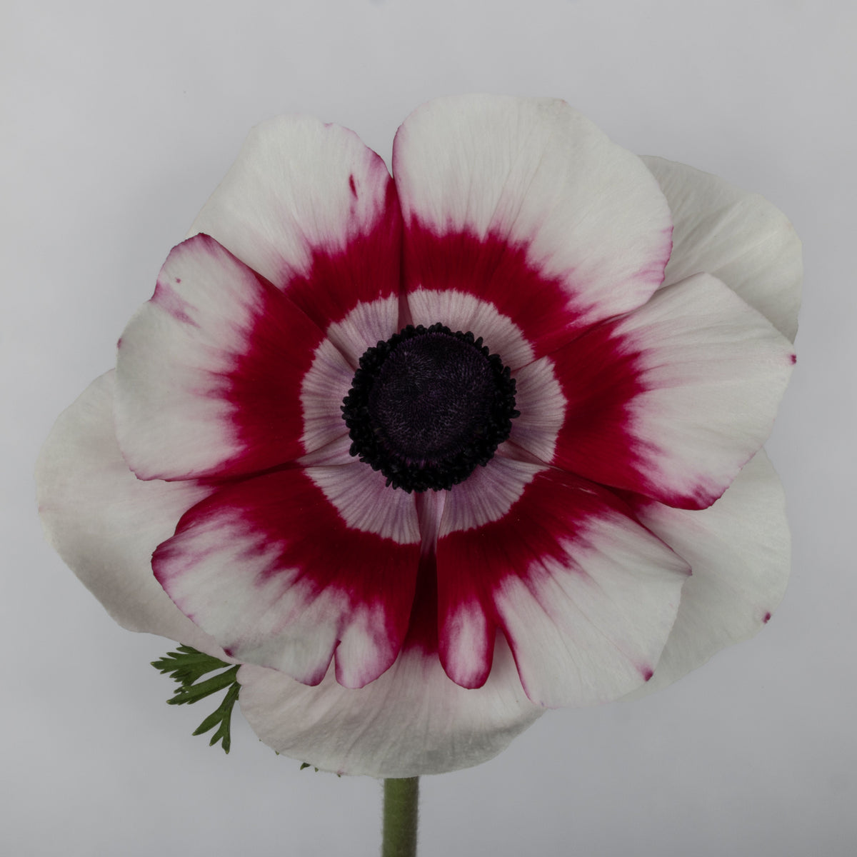 Italian Anemone 'Mistral Plus Bicolore' - 25 SEEDS