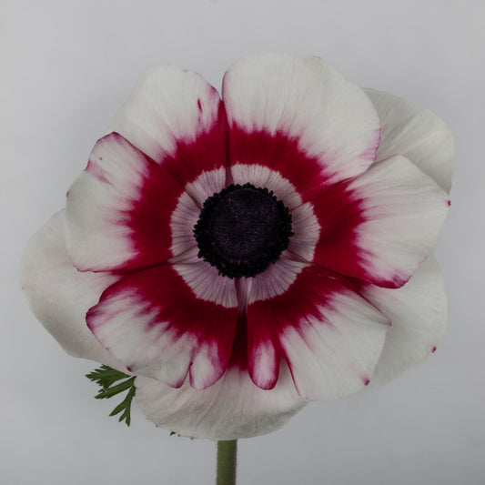 Italian Anemone 'Mistral Plus Bicolore' - 25 SEEDS