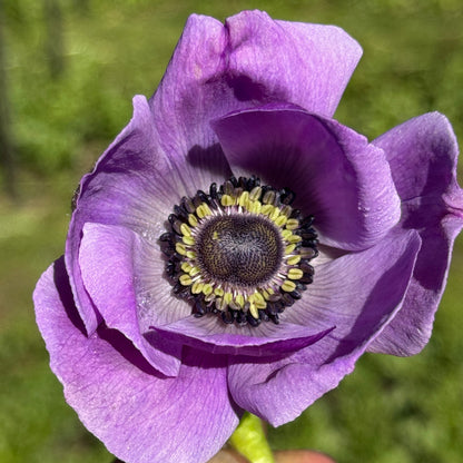 Italian Anemone 'Mistral' Mix - 5 CORMS