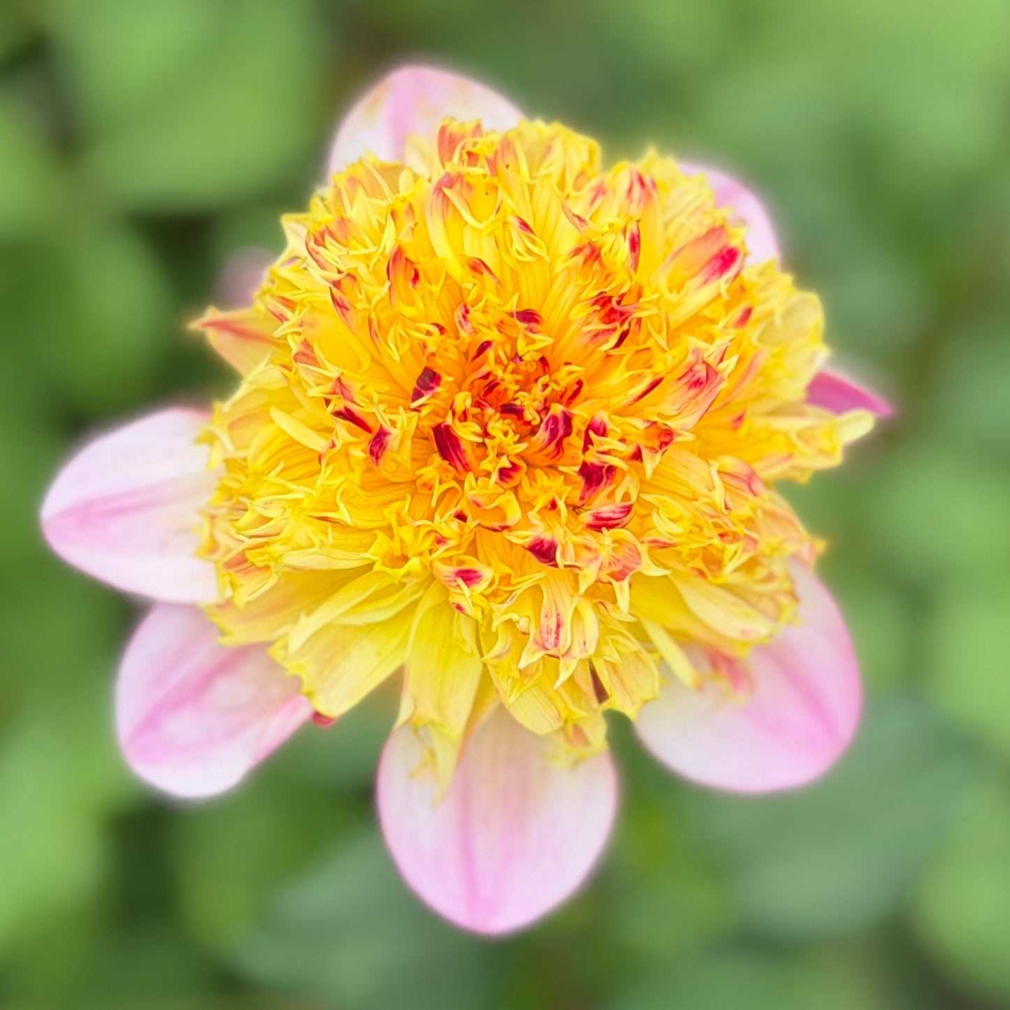Araluen Beauty