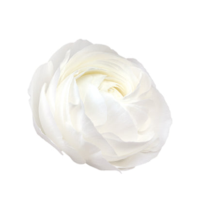 Italian Ranunculus 'Elegance Bianco 701-12' - 25 SEEDS