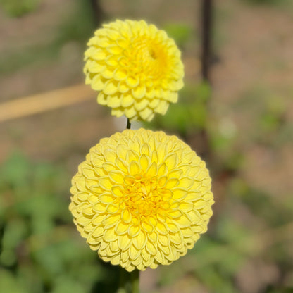 Blyton Golden Girl