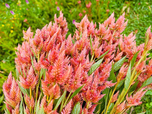 Celosia 'Celway Salmon' - 25 SEEDS