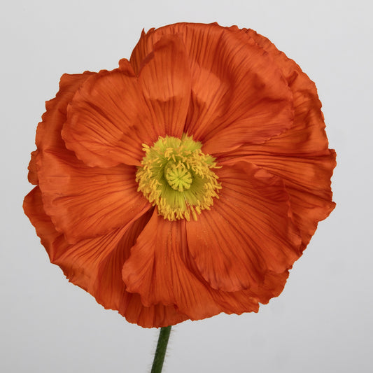 Italian Poppy 'Colibri Arancio’ - 25 SEEDS