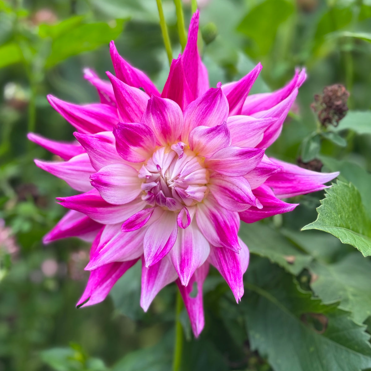 Devon Belladonna – Southern Highlands Flower Farm