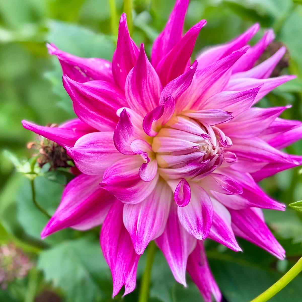 Devan Flower Devon Belladonna – Southern Highlands Flower Farm
