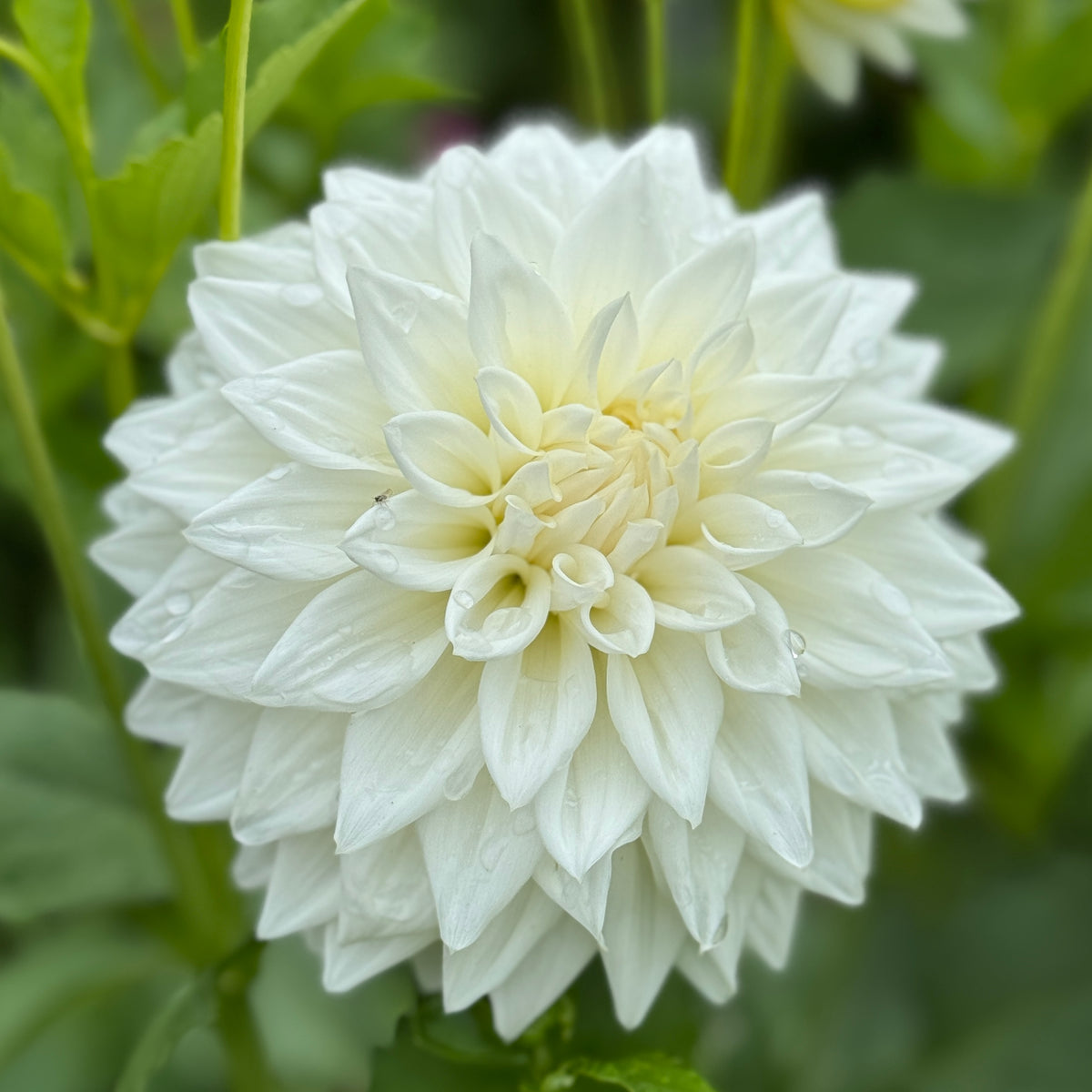 Devan Flower Devon Casper – Southern Highlands Flower Farm