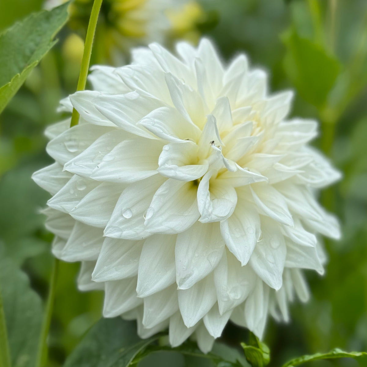 Devon Casper – Southern Highlands Flower Farm