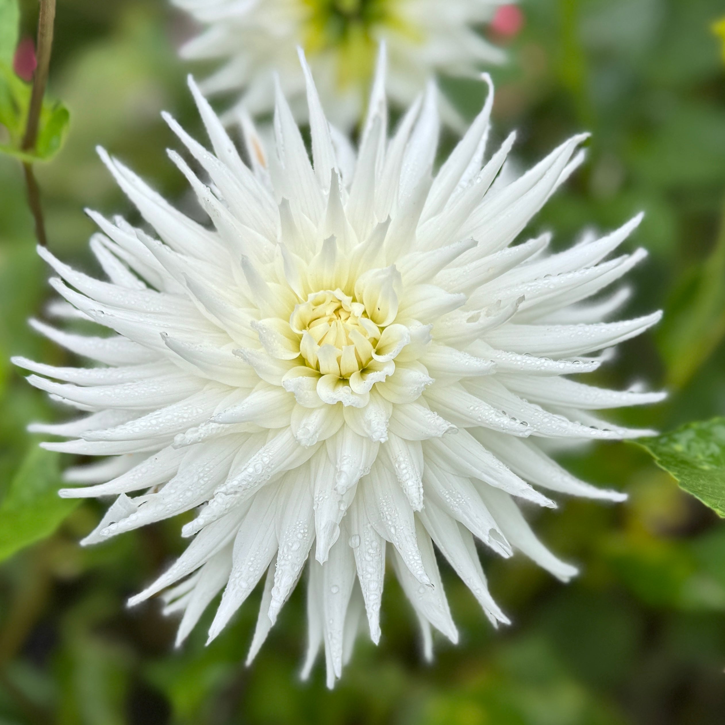 Devan Flower Devon Citation – Southern Highlands Flower Farm