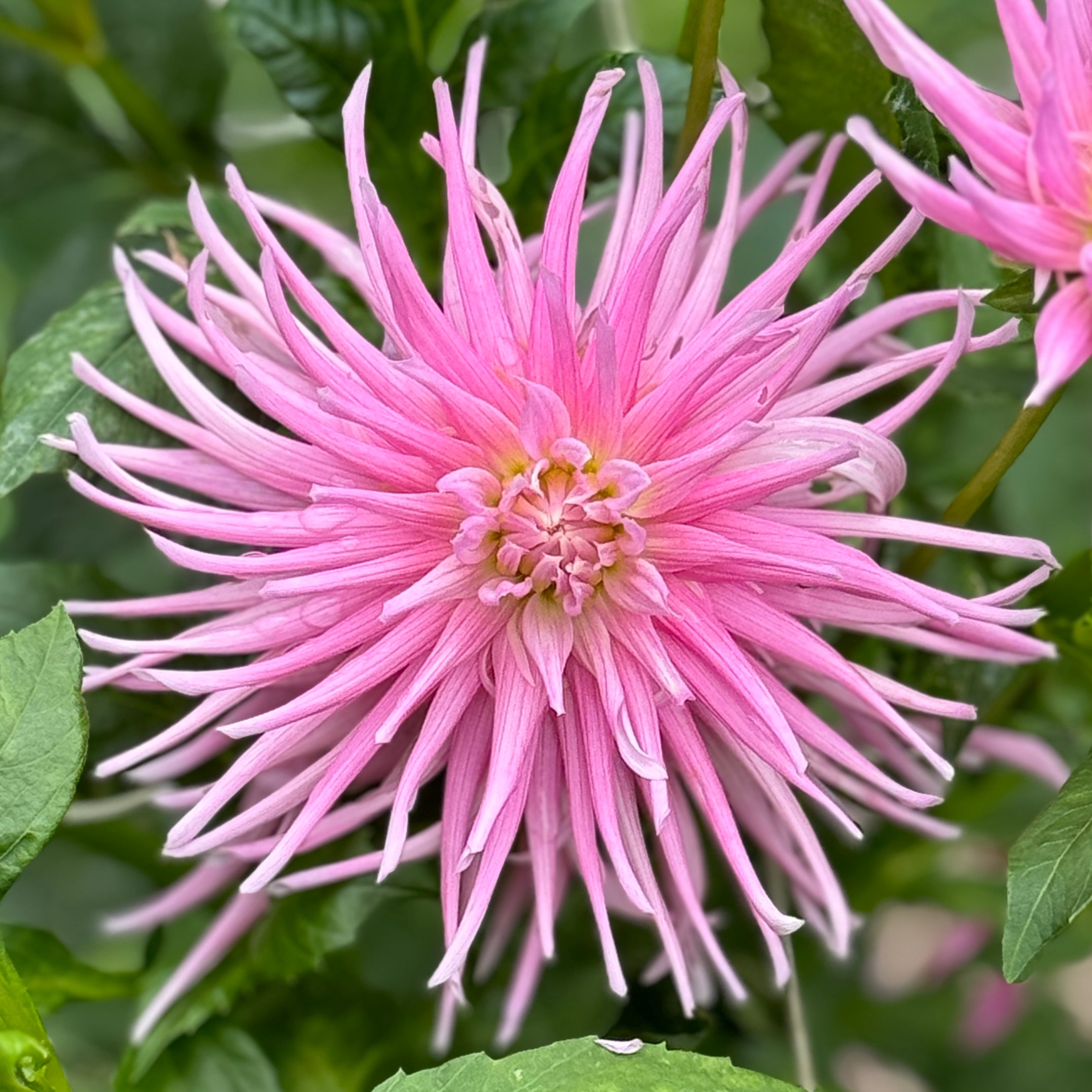 Devan Flower Devon Glamour – Southern Highlands Flower Farm