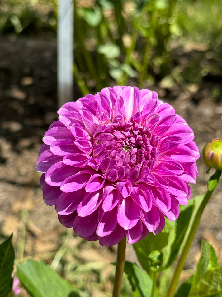 Devan Flower Devon Grande – Southern Highlands Flower Farm