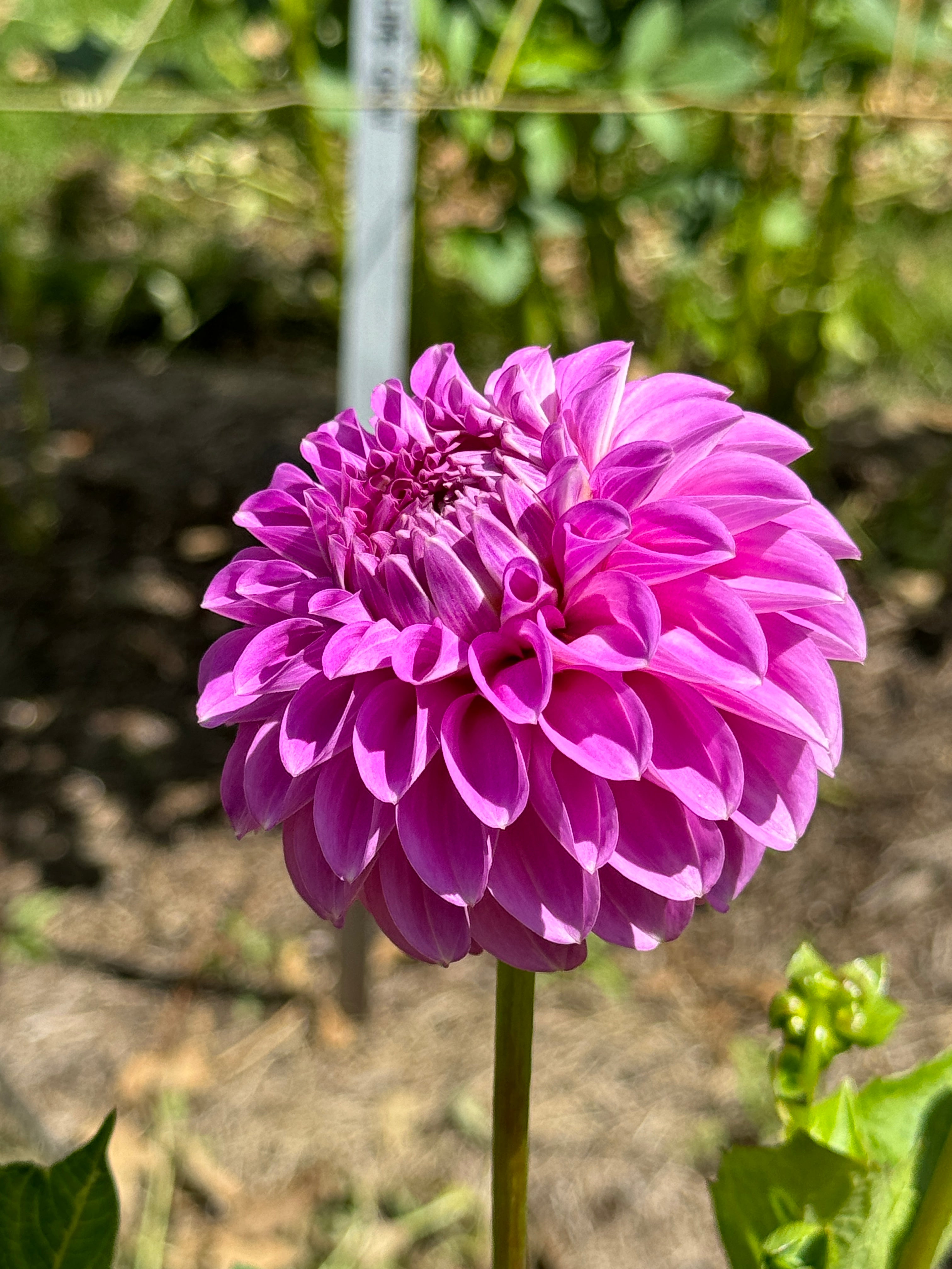Devan Flower Devon Grande – Southern Highlands Flower Farm