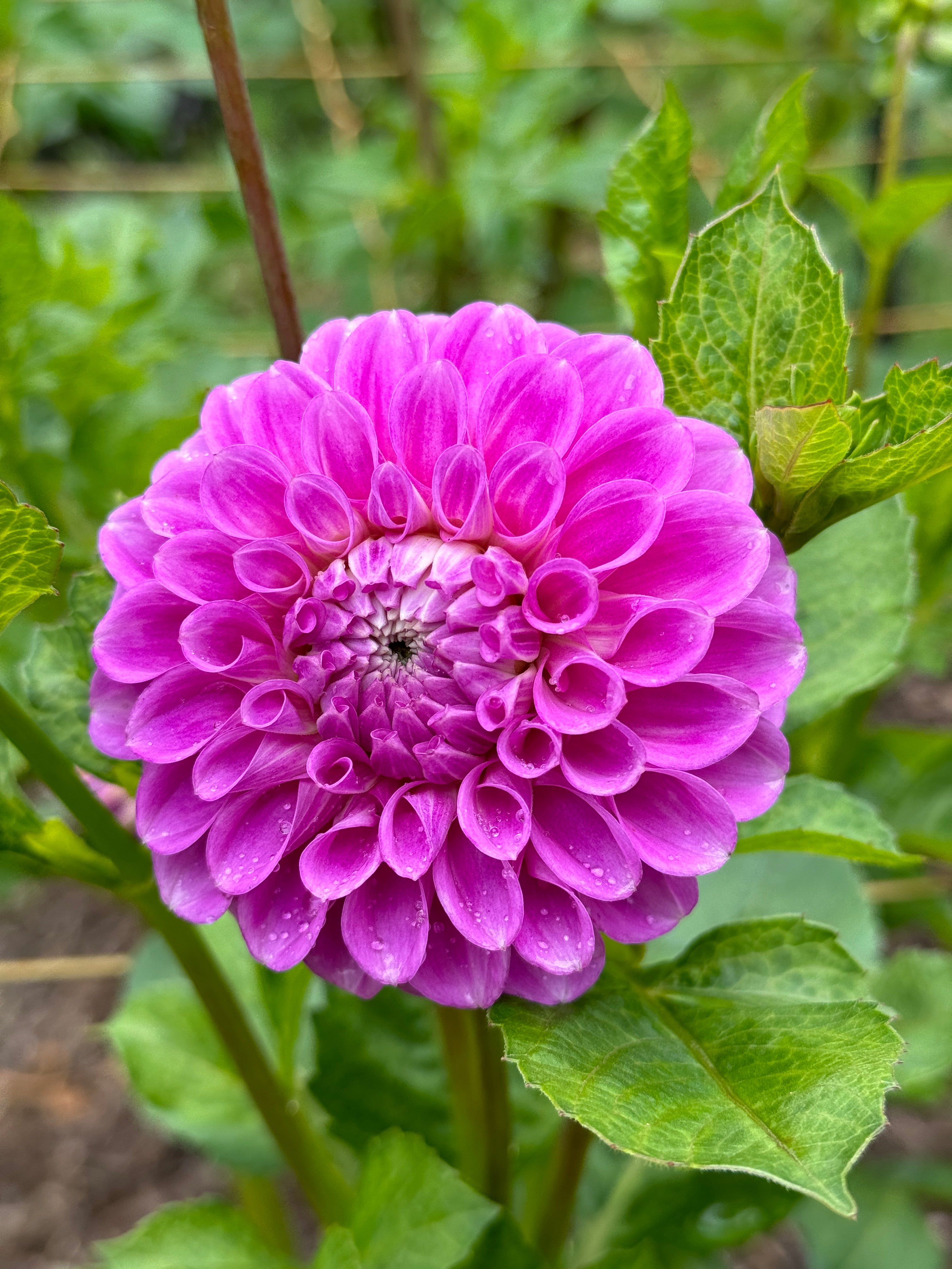 Devan Flower Devon Grande – Southern Highlands Flower Farm