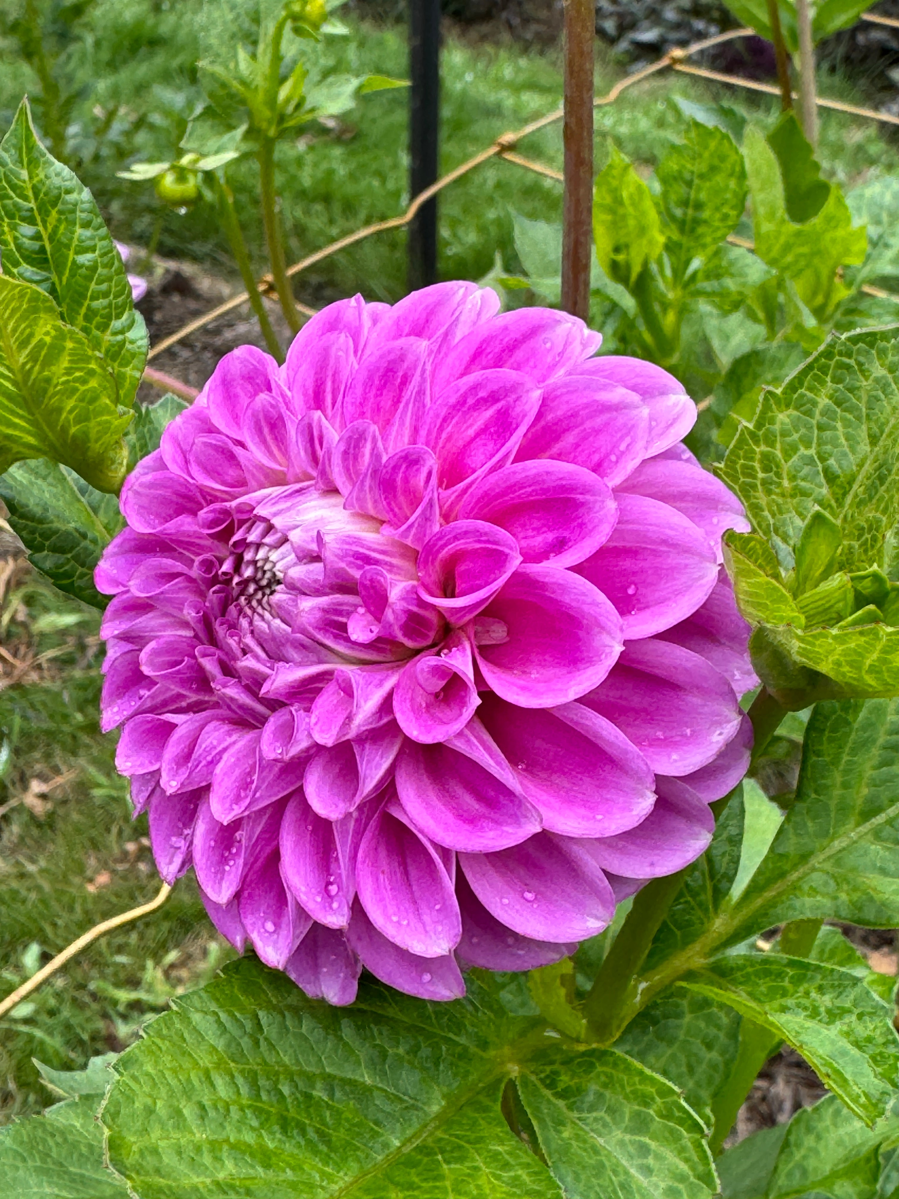 Devan Flower Devon Grande – Southern Highlands Flower Farm