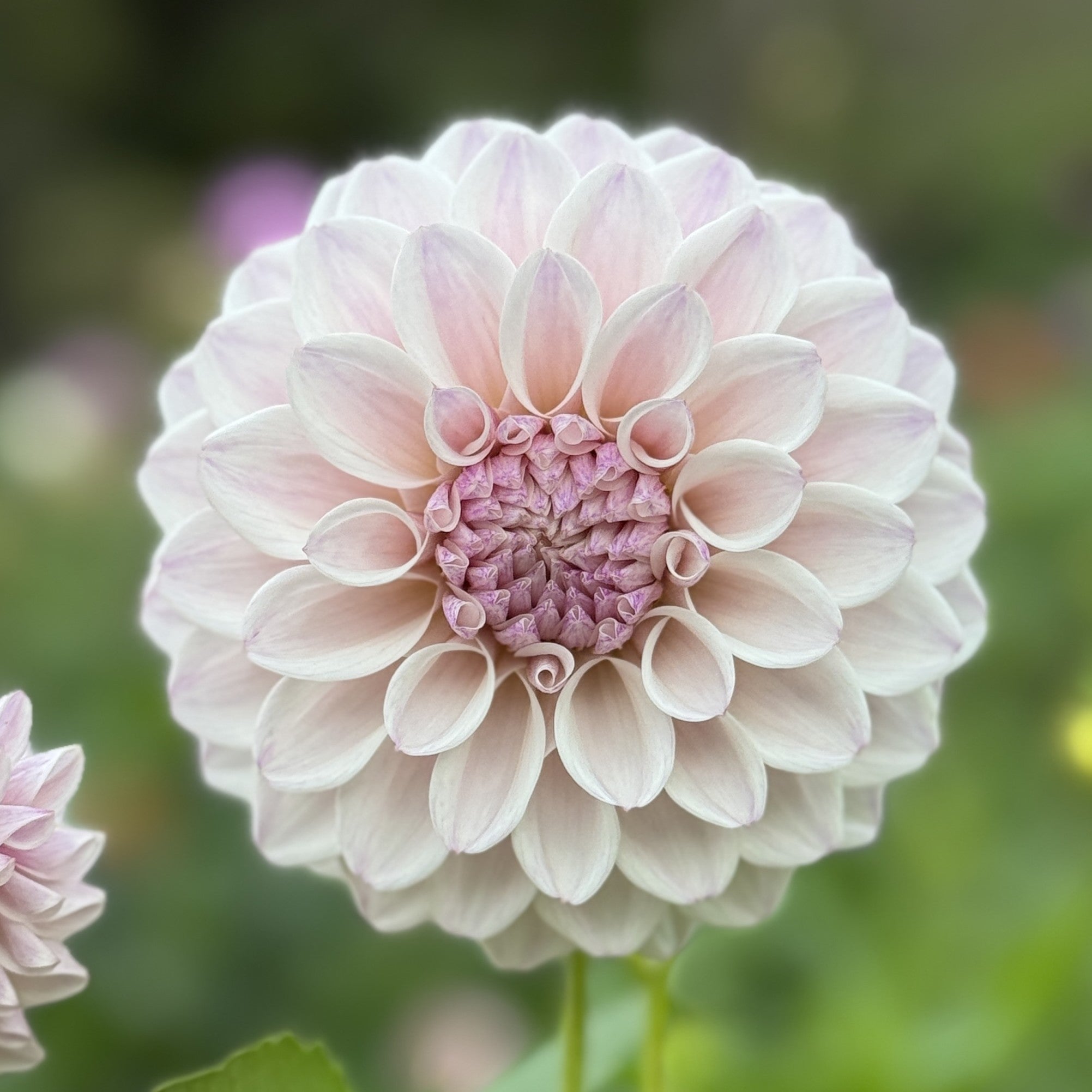 Devan Flower Devon Haze – Southern Highlands Flower Farm