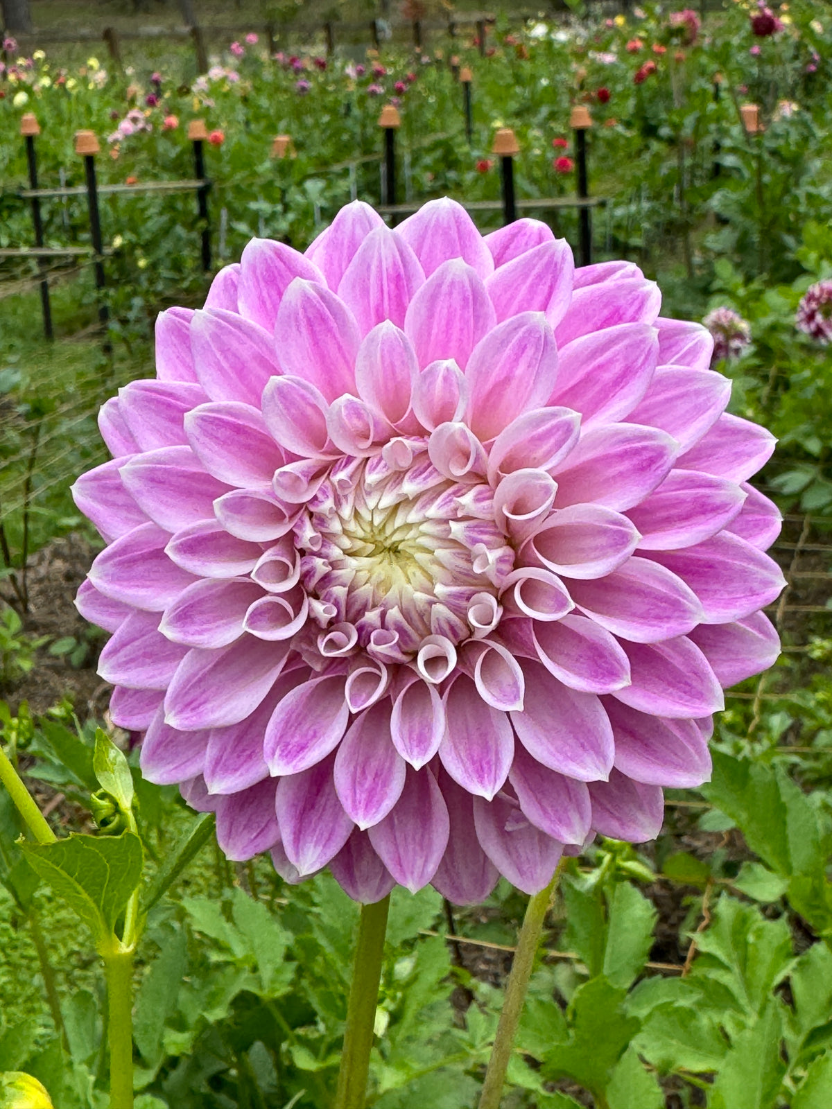 Devan Flower Devon Image – Southern Highlands Flower Farm