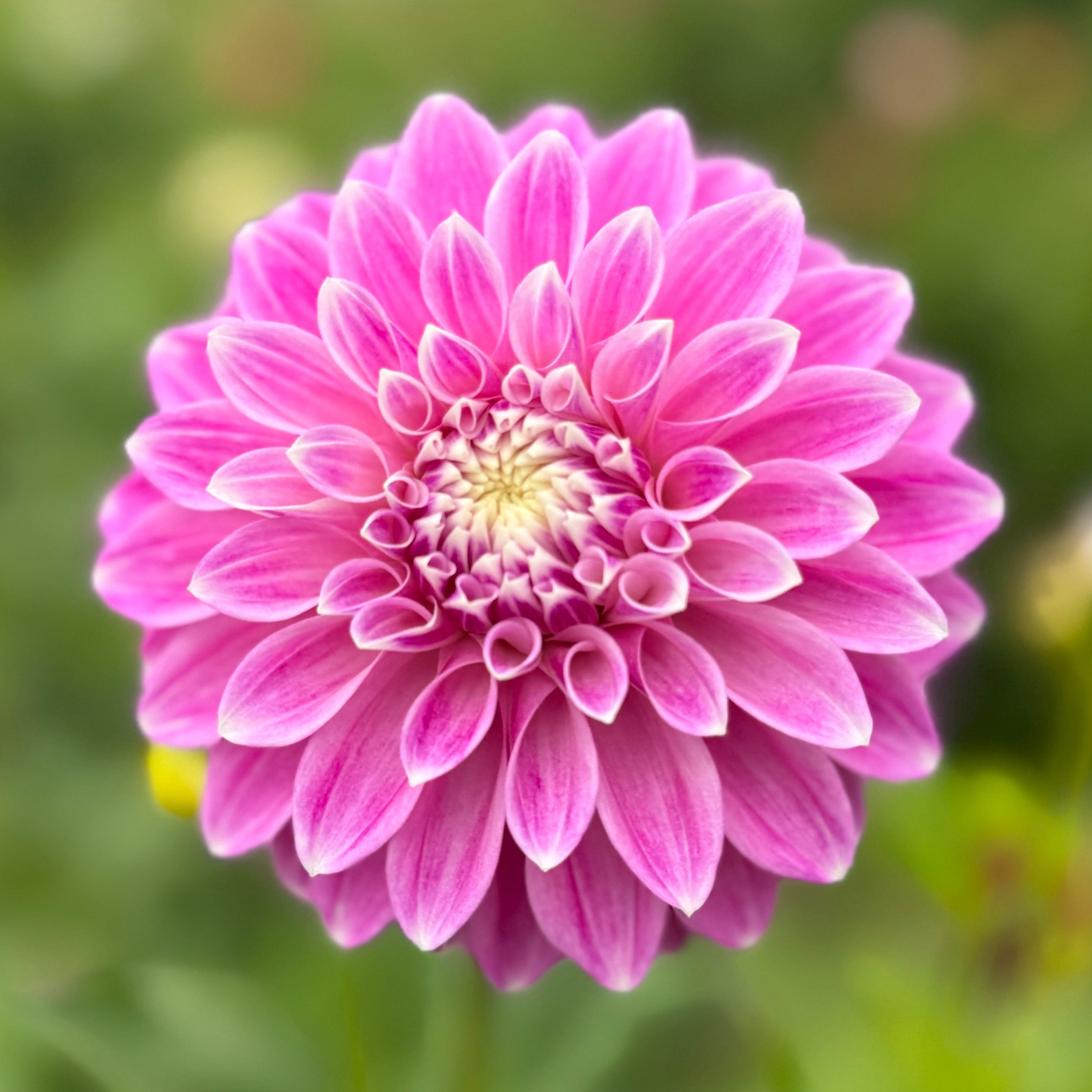 Devan Flower Devon Image – Southern Highlands Flower Farm