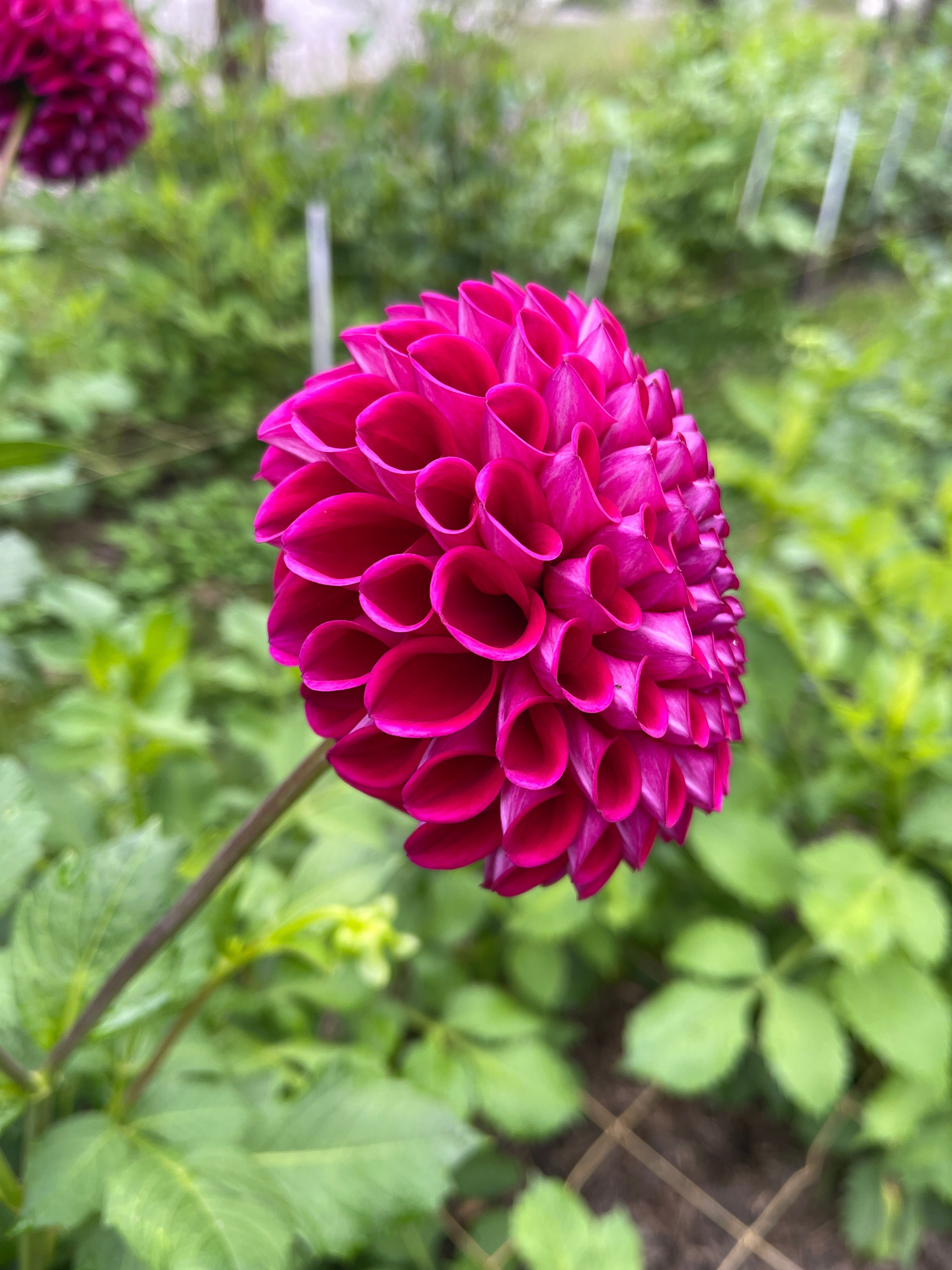 Devan Flower Devon Quest – Southern Highlands Flower Farm