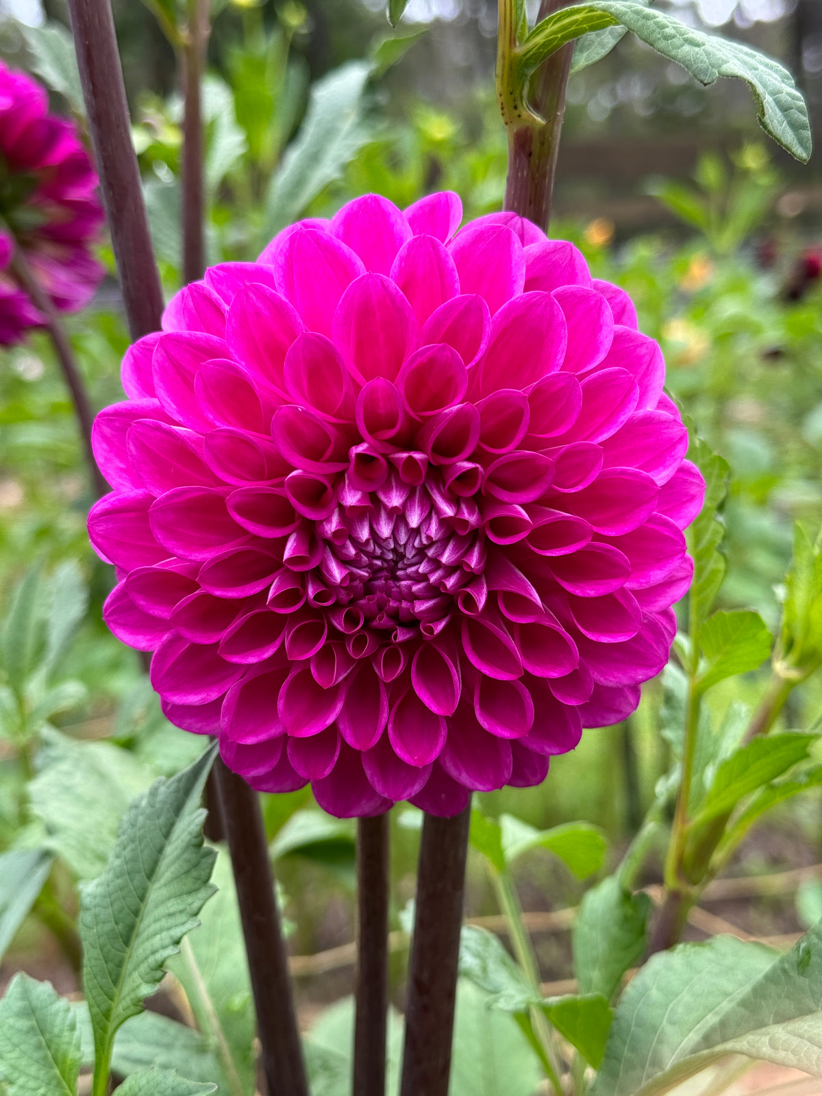Devan Flower Devon Saigon – Southern Highlands Flower Farm