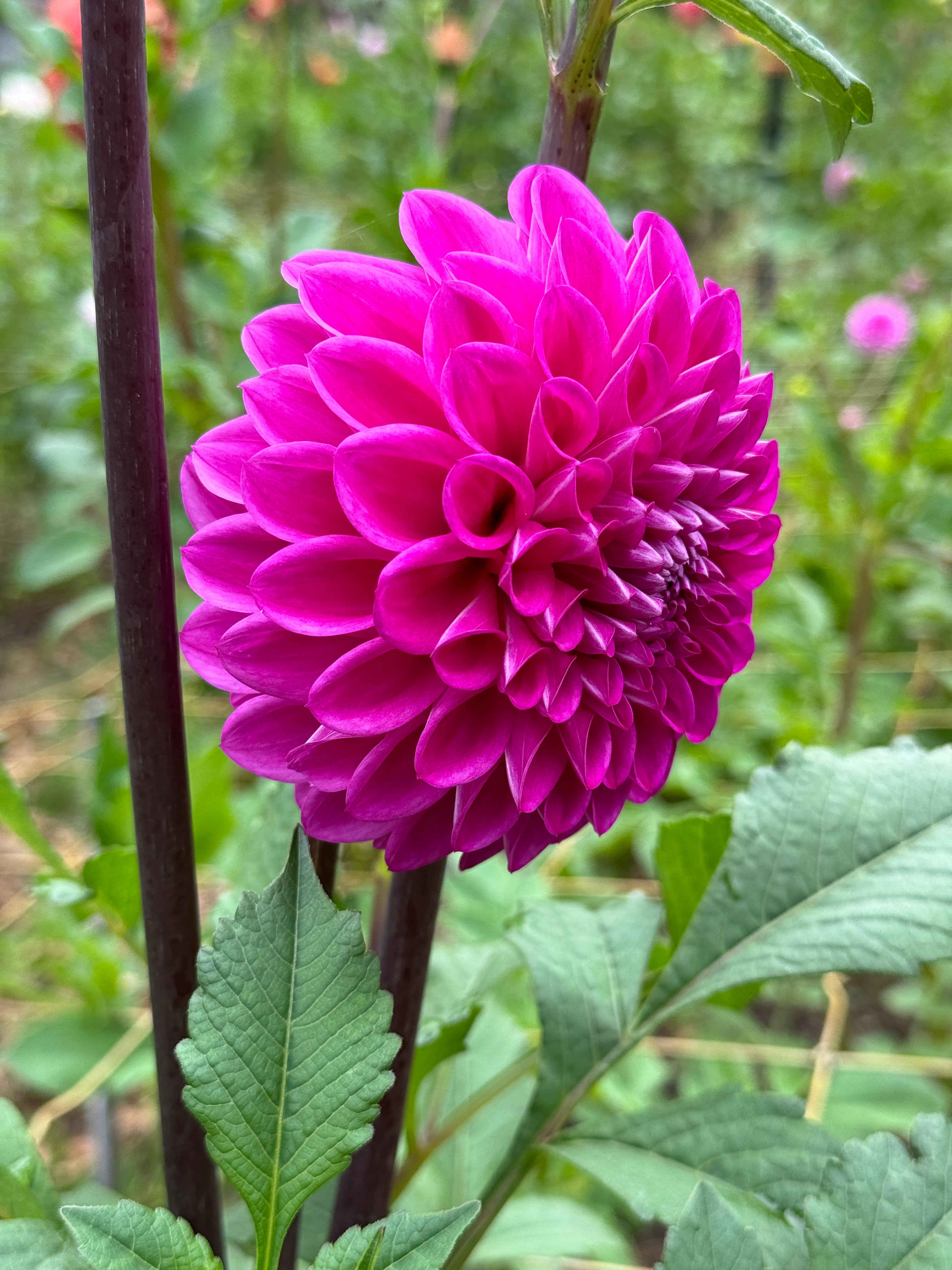 Devan Flower Devon Saigon – Southern Highlands Flower Farm
