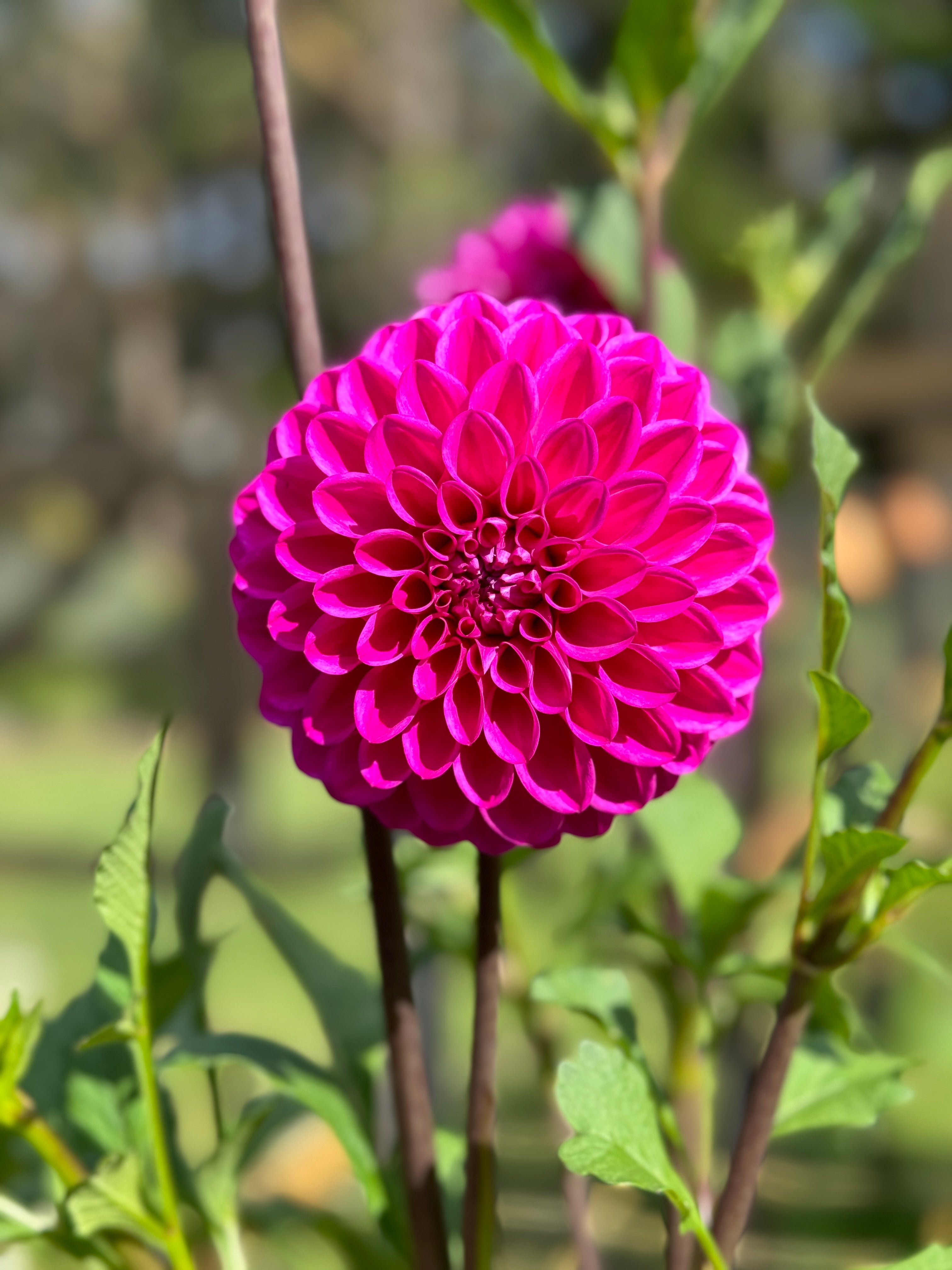 Devan Flower Devon Saigon – Southern Highlands Flower Farm