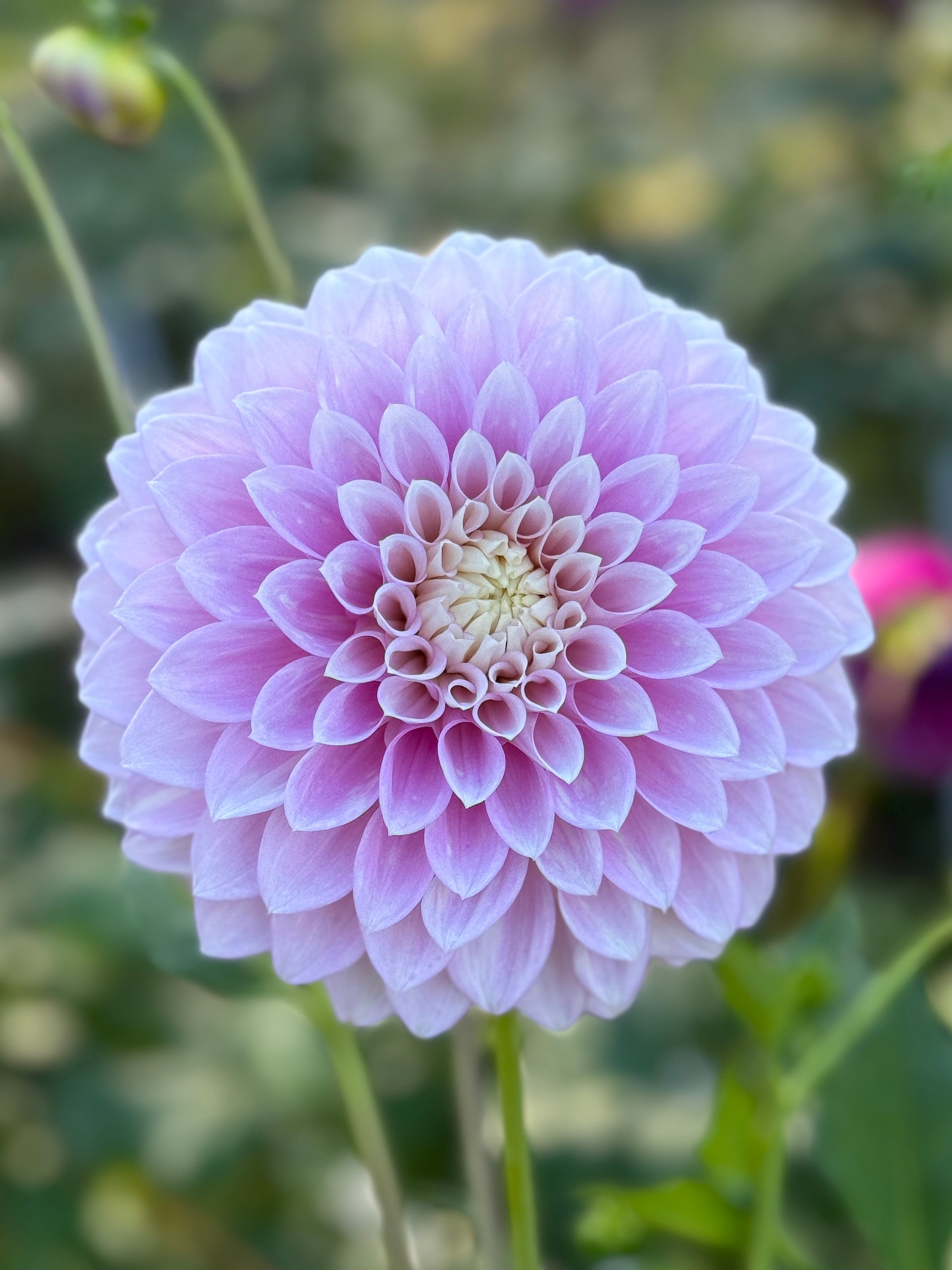 Seattle Flowers Devon Seattle – Southern Highlands Flower Farm