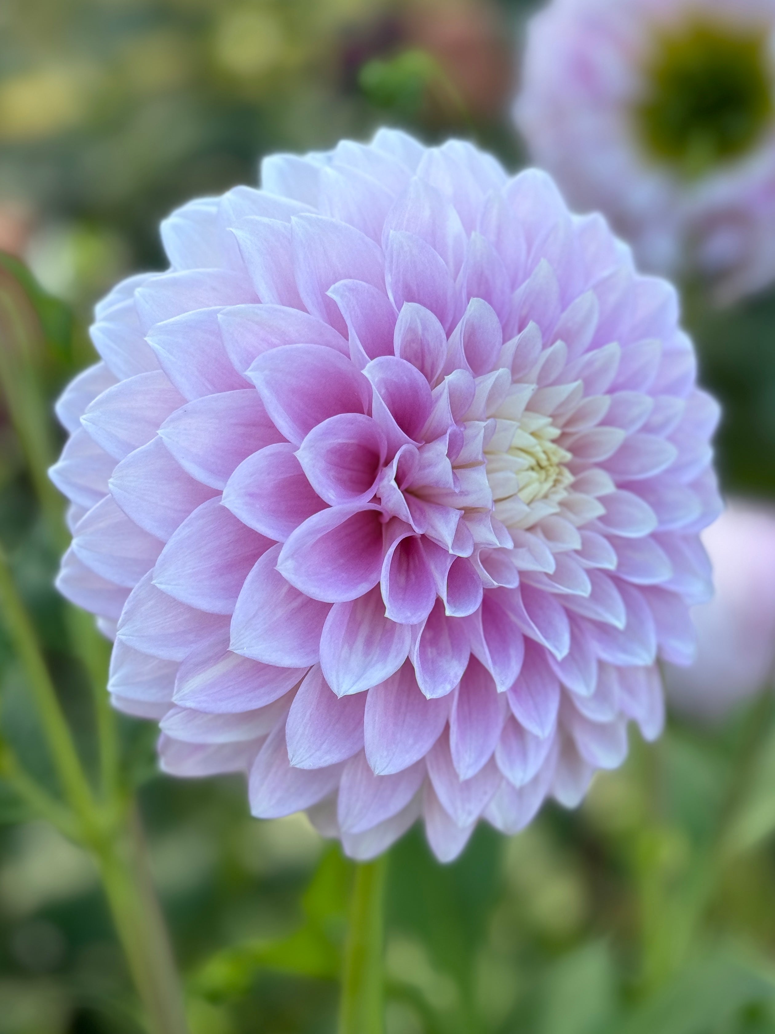 Devan Flower Devon Seattle – Southern Highlands Flower Farm