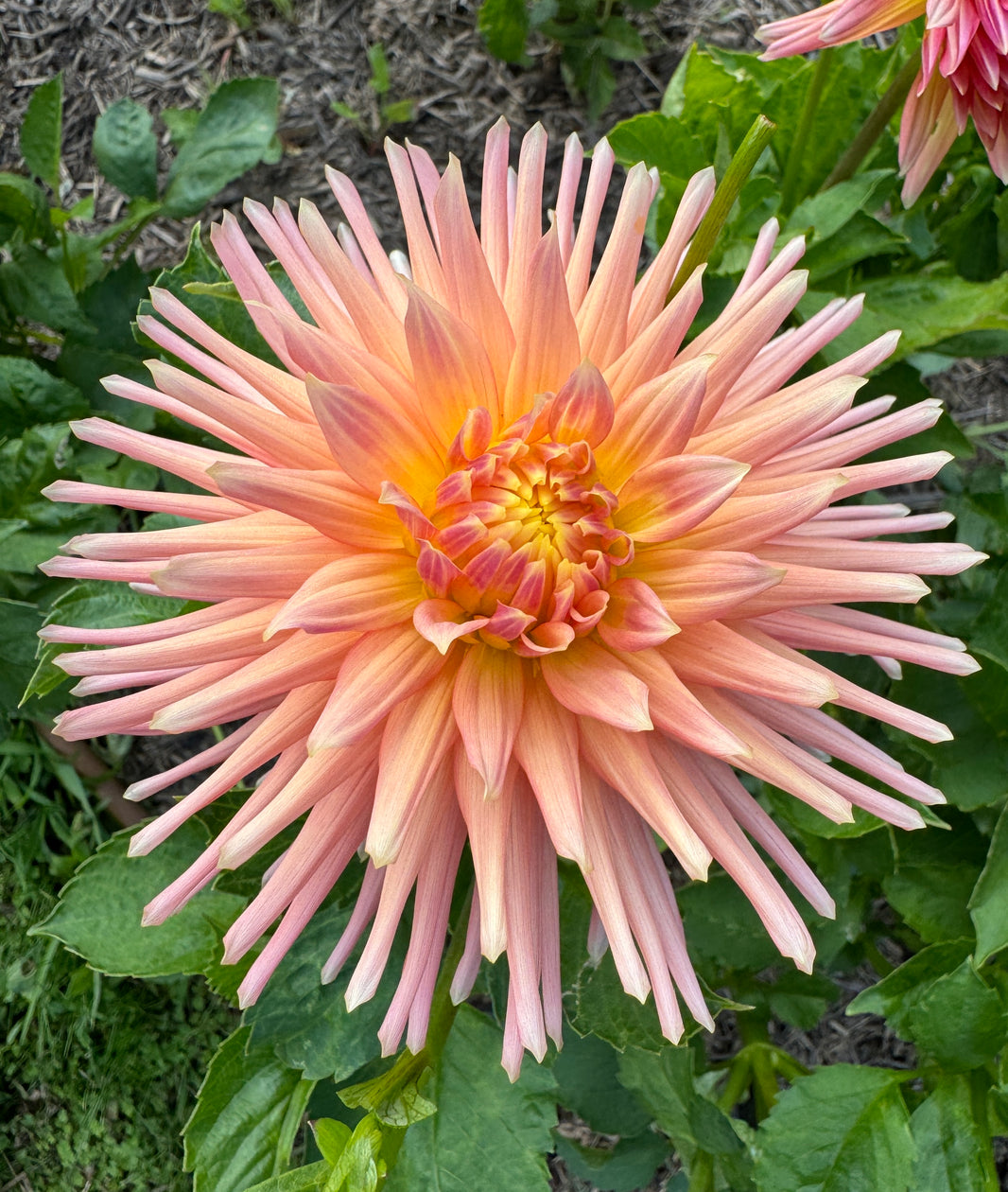 Dahlias - Small Cactus – Southern Highlands Flower Farm