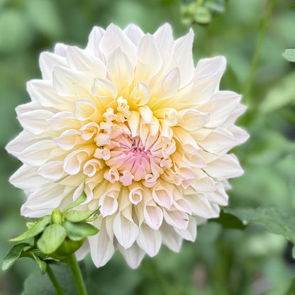 E. Rose Elizabeth