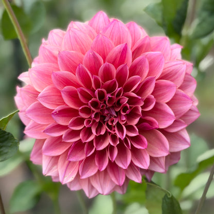 Everbloom Aura