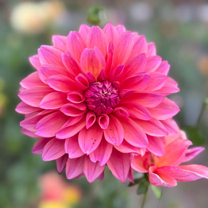 Everbloom Aura