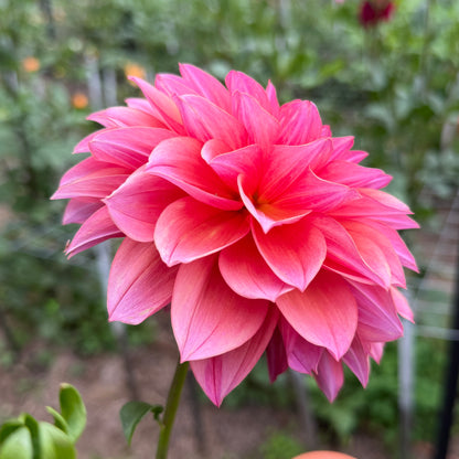 Everbloom Aura